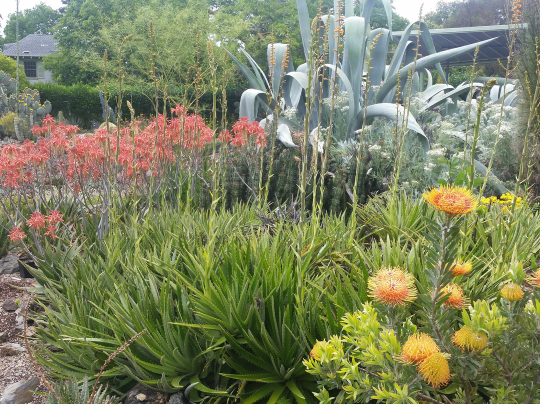 The Ruth Bancroft Garden-核桃溪必去景点