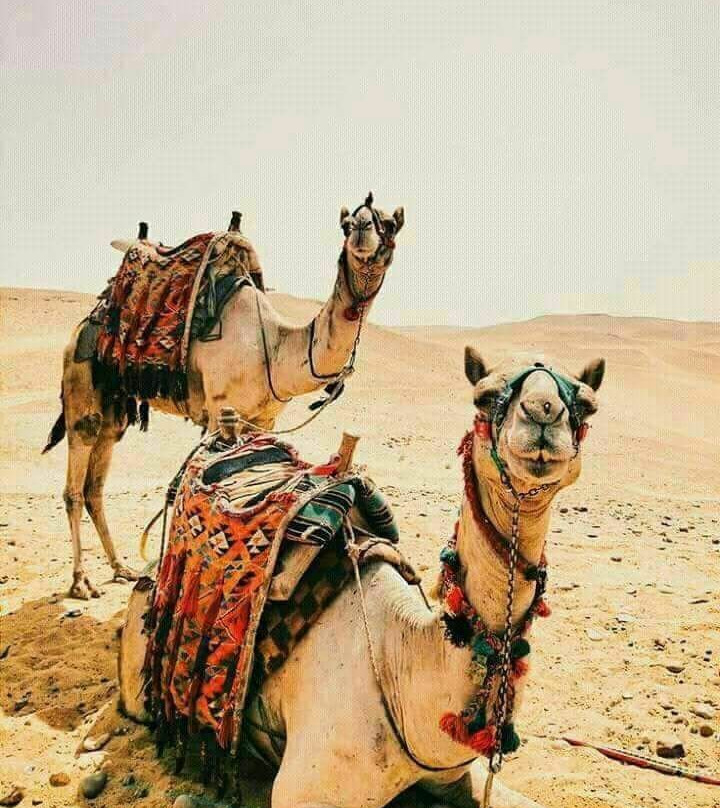 Carpe Diem Desert Safari景点图片