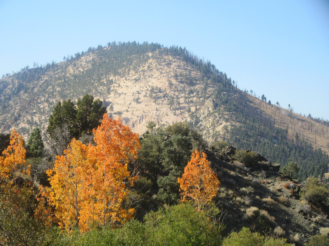 Toiyabe国家森林-斯帕克斯必去景点