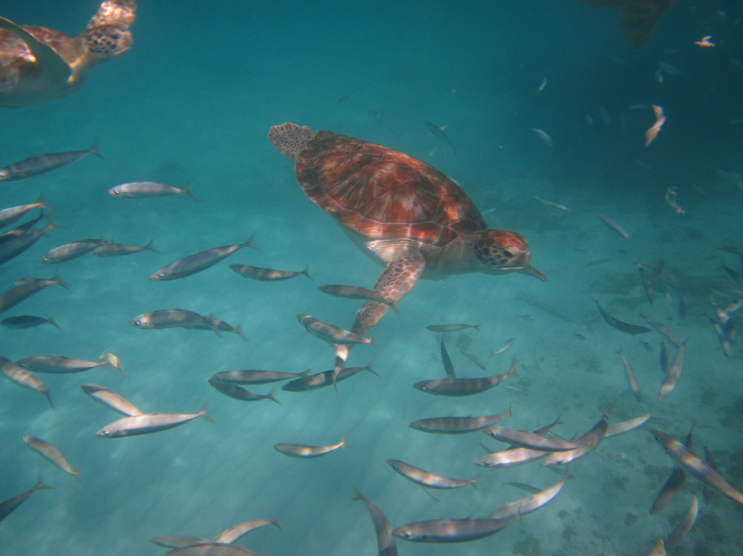 Small Cats Catamaran Sailing Cruises-布里奇顿必去景点