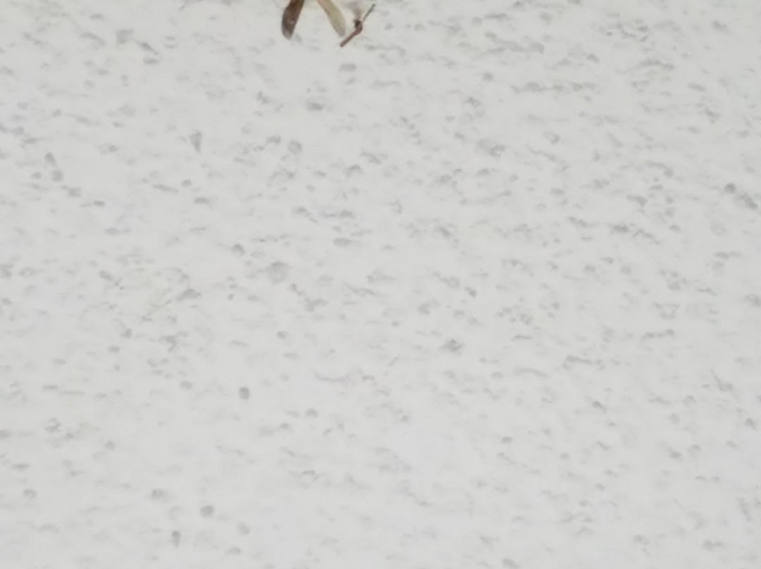 Red Roof Inn Jasper主图