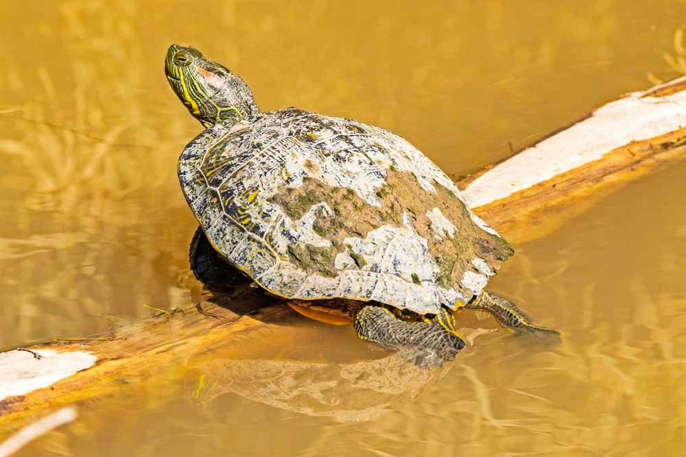 Open Space Visitor Center-阿尔伯克基必去景点