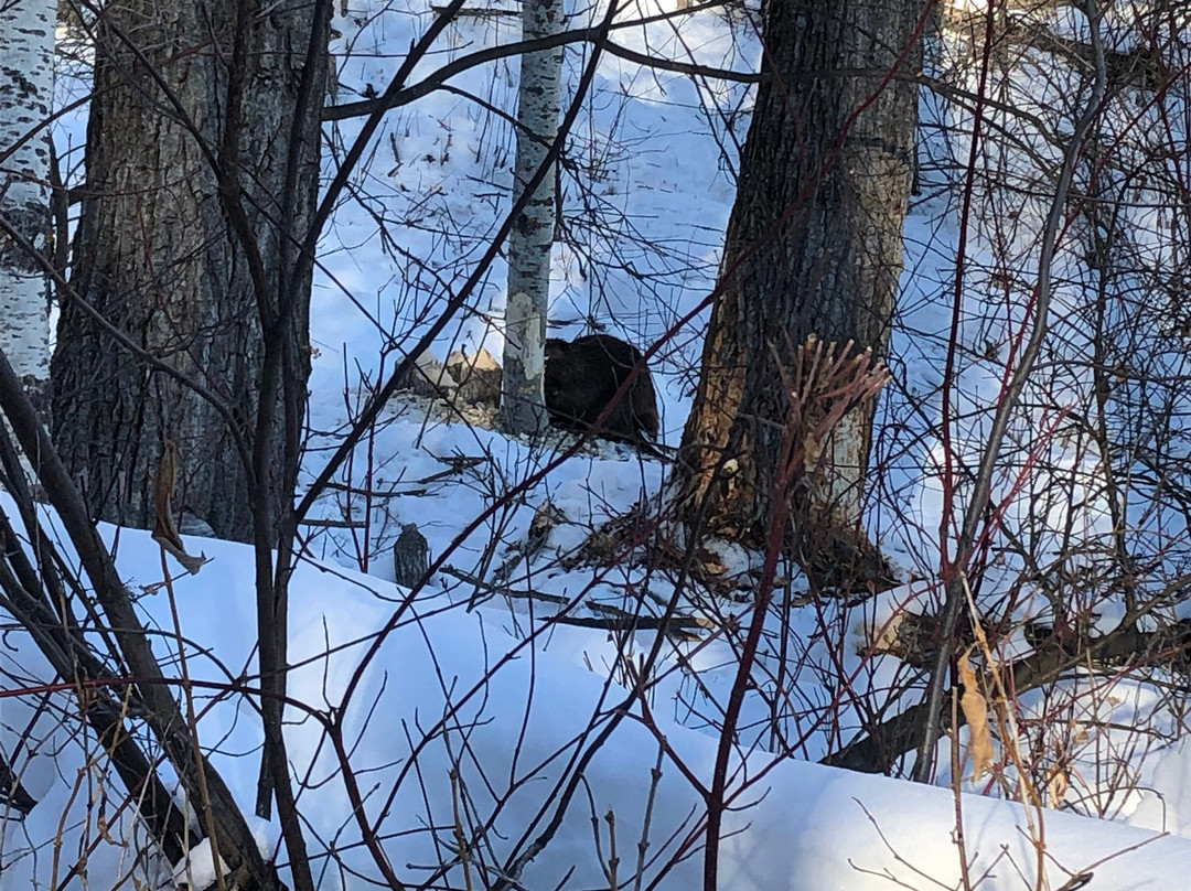 Wabamun旅游攻略图片