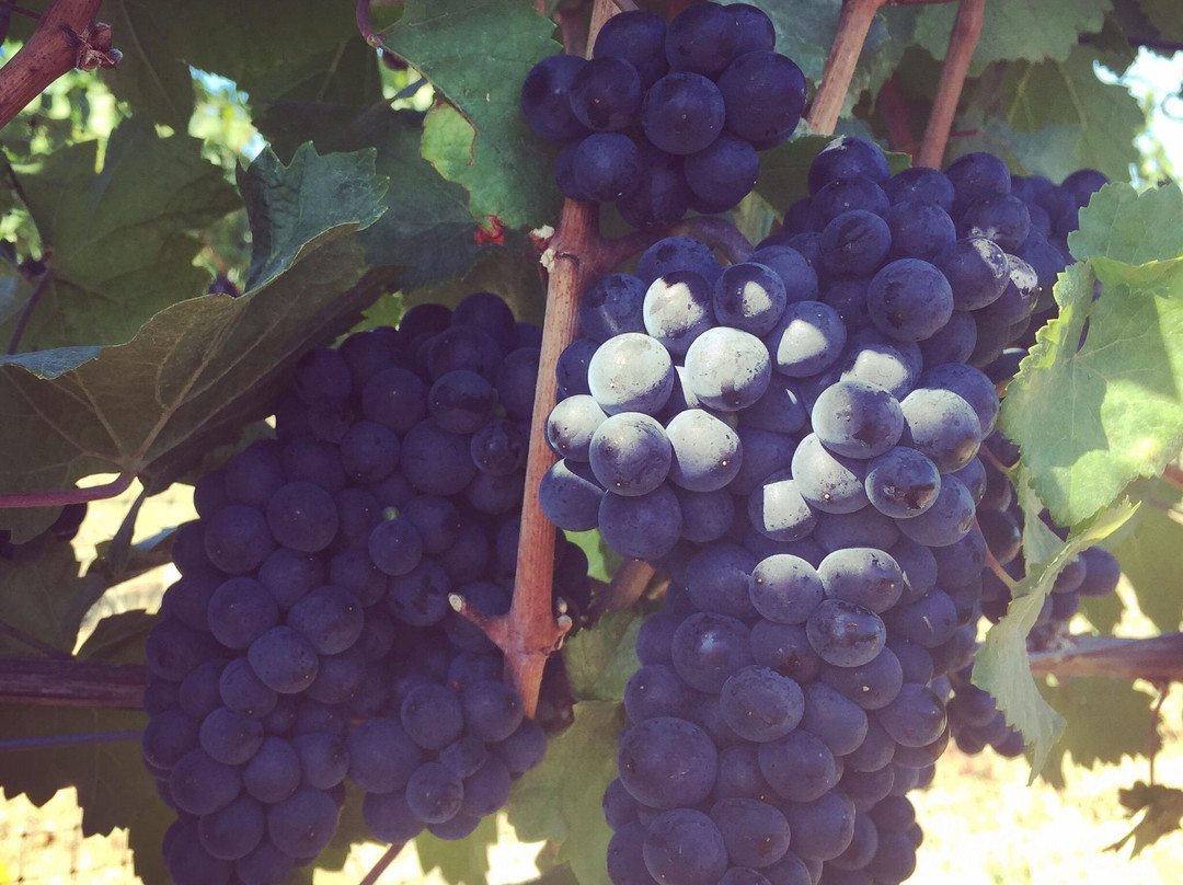 胡德里弗旅游景点-Wy'East Vineyards