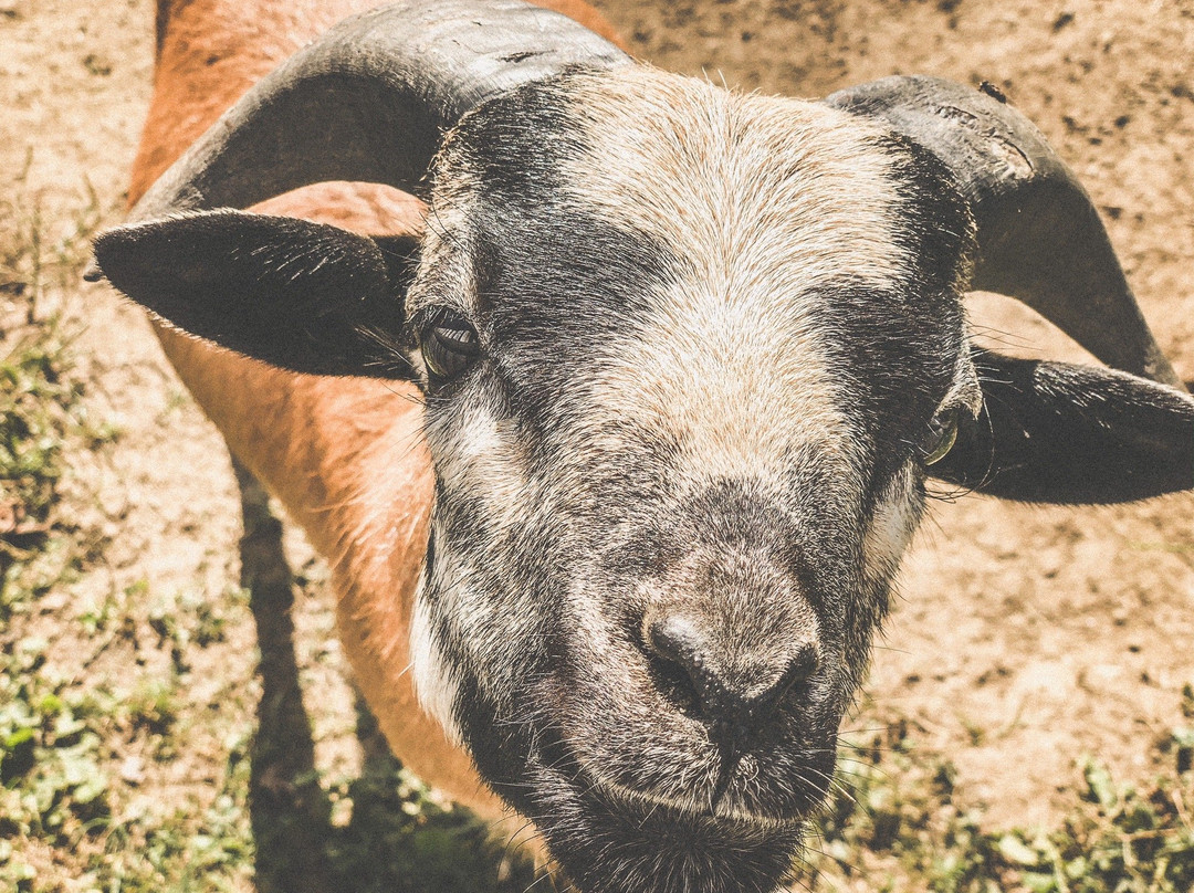 Bärenhof-Berghausen必去景点