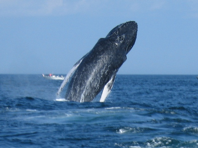 Monomoy Sportfishing-查塔姆必去景点