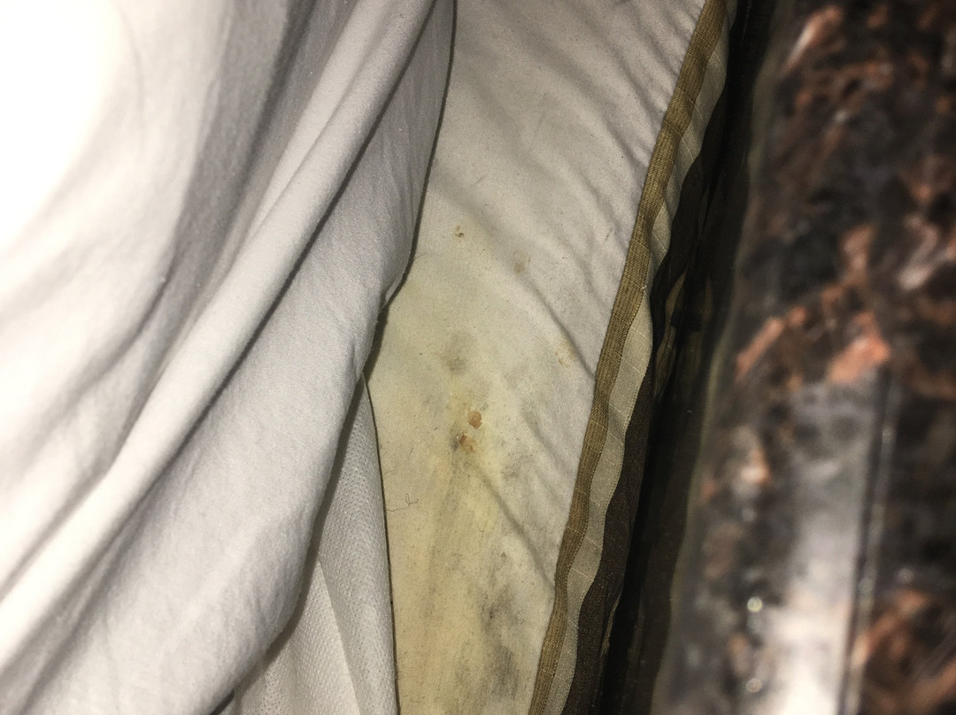 Rodeway Inn Bronx Zoo主图