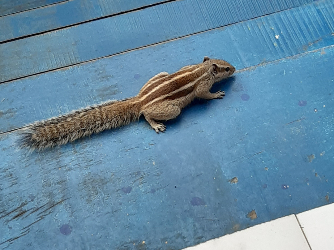 The Coral Tree主图