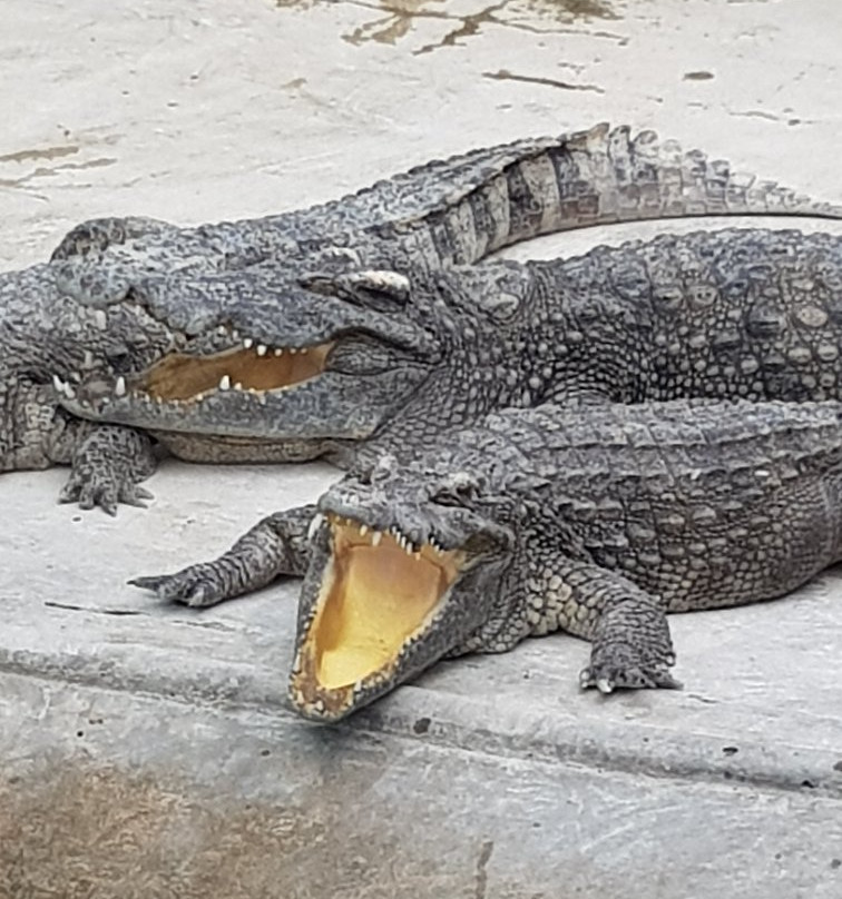 Battambang Crocodile Farm景点图片