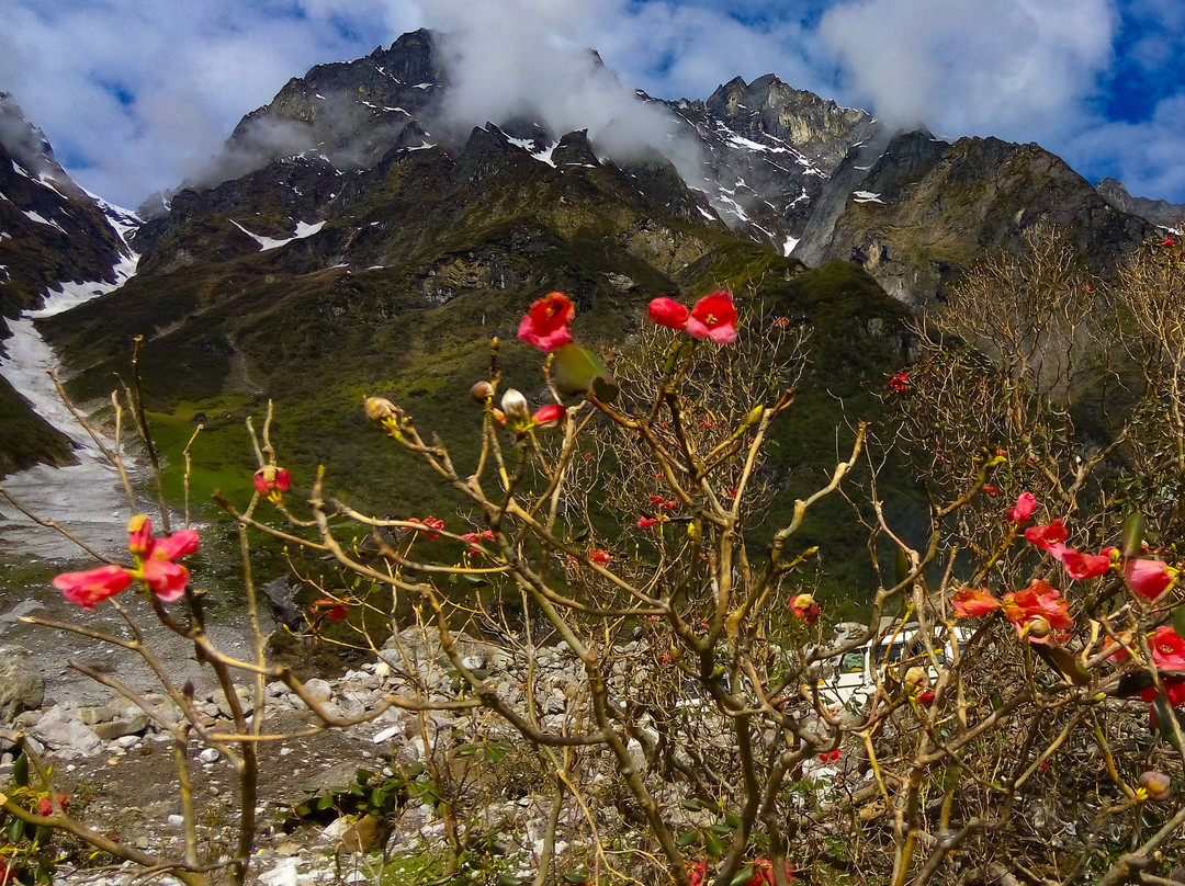 Shingba Rhododendron Sanctuary-甘托克必去景点