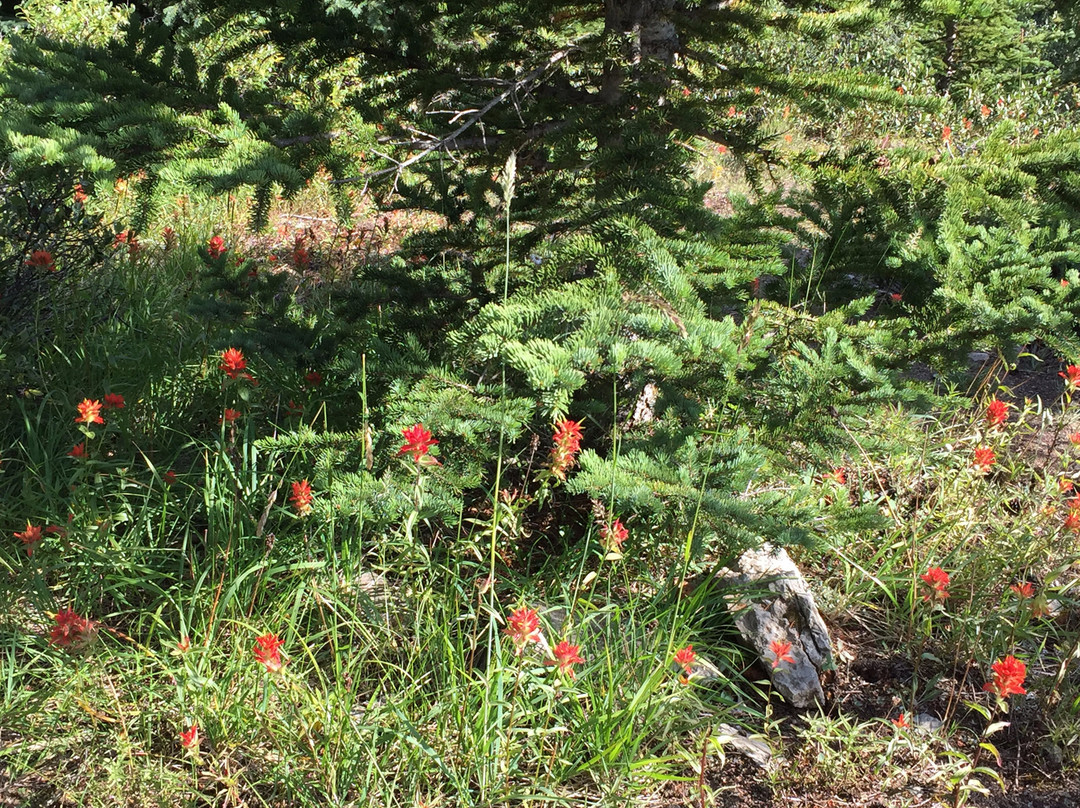 Wilcox Pass-贾斯珀国家公园必去景点