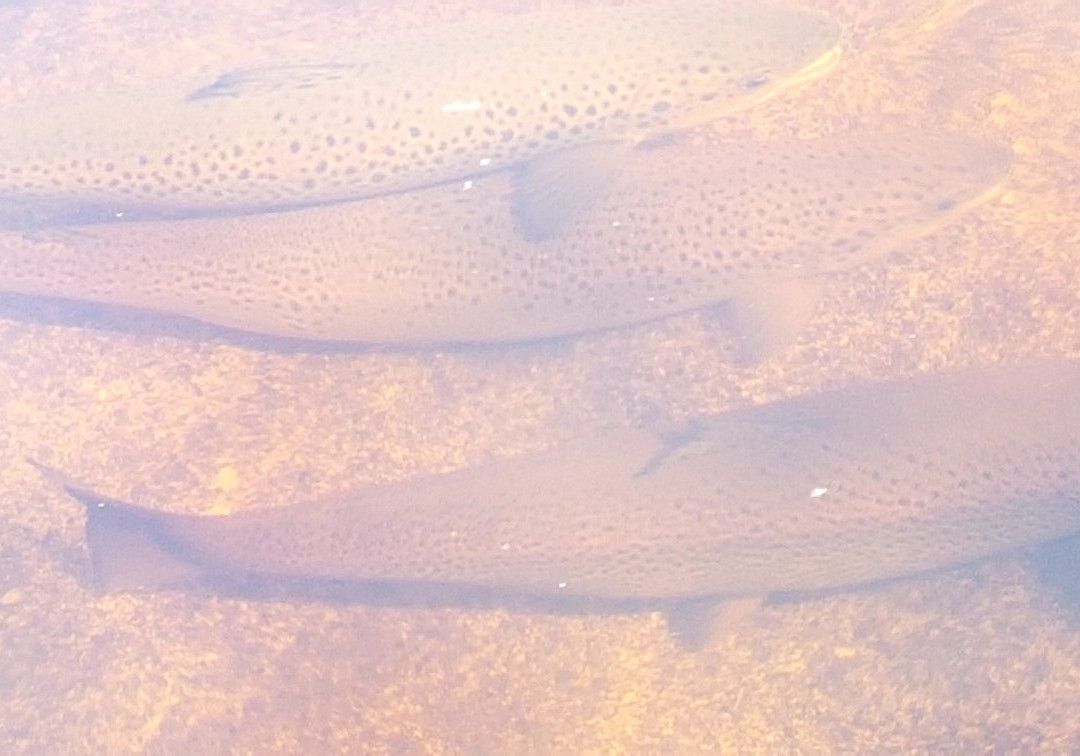Margaree Fish Hatchery景点图片