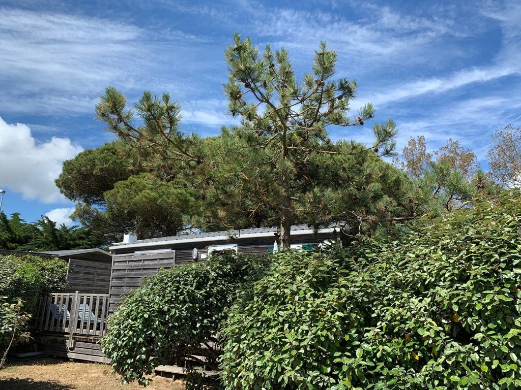 Sandaya Interlude主图