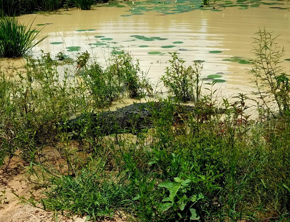 Parc Crocodile de Bazoule景点图片
