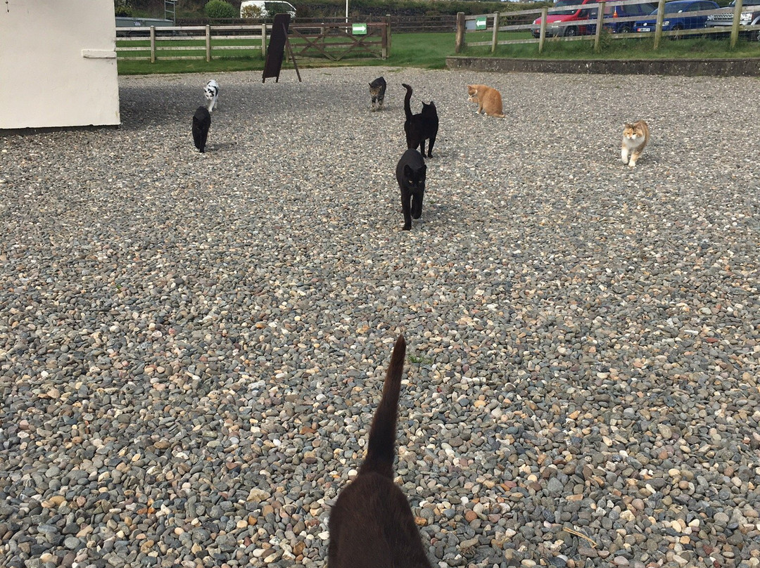 Mann Cat Sanctuary-Santon必去景点