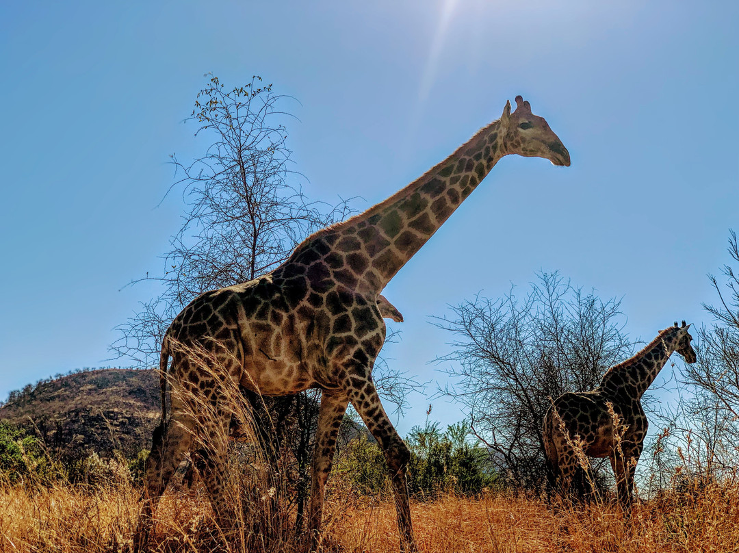Safari With Us - Day Tours景点图片