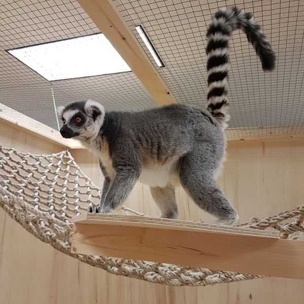 Little Rays Nature Centre-汉密尔顿必去景点