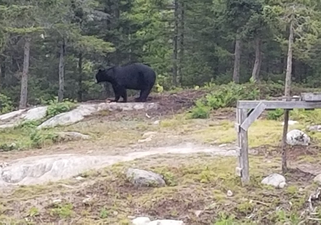 Observation de l'Ours Noir-Sacré-Coeur-Saguenay必去景点