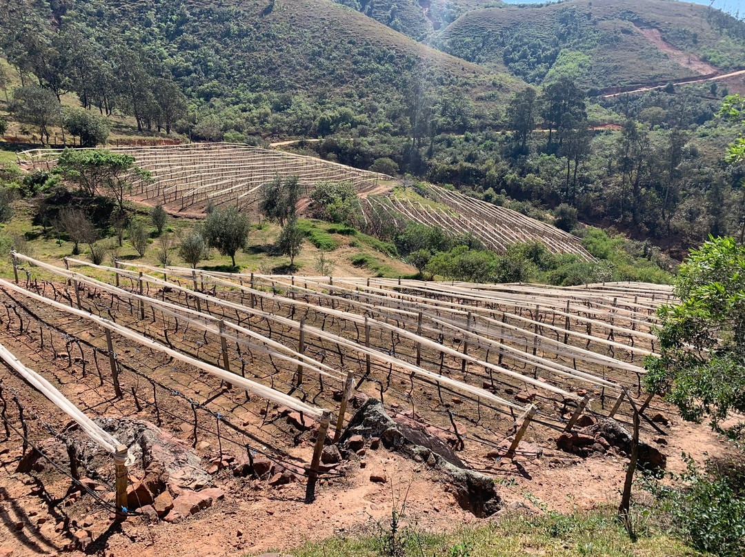 Vinos 1750 - Uvairenda Bodega & Vinedos-Samaipata必去景点