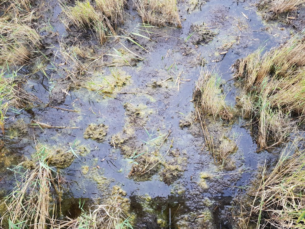 Parnu Coastal Meadow Protection Area景点图片