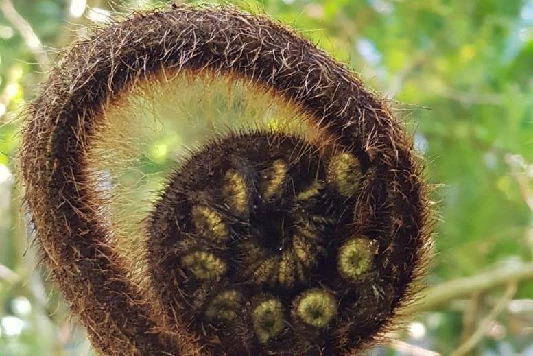 Spanish Driver & Guide / Guía y chofer en español-基督城必去景点