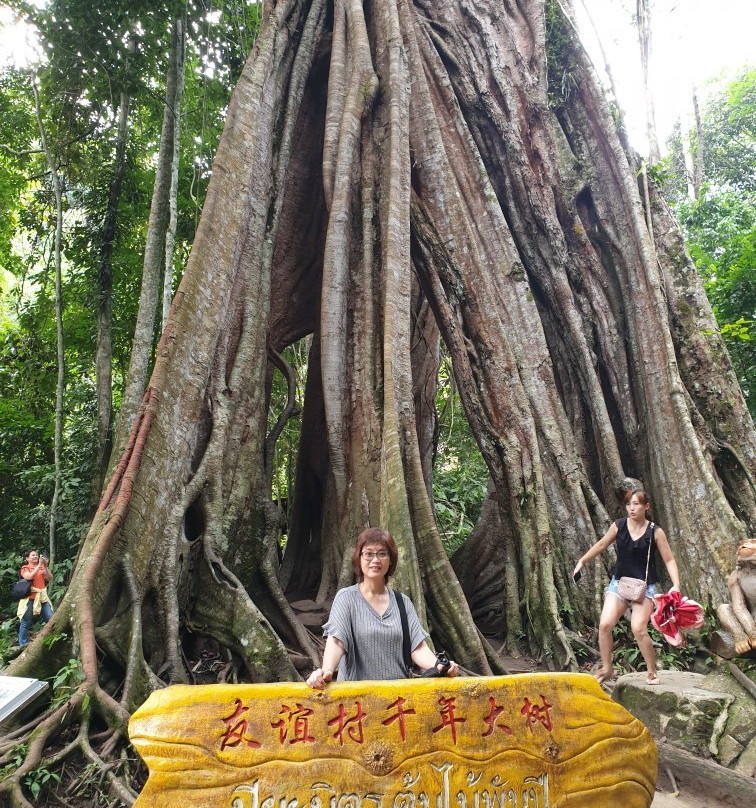 Piyamit Millennium Tree景点图片