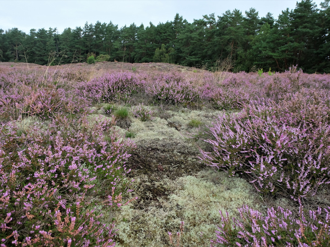 Klein Büenstorfer Heide-巴特贝文森必去景点