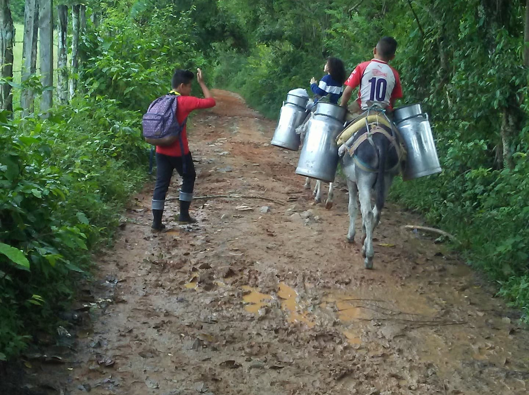 El Copey旅游攻略图片