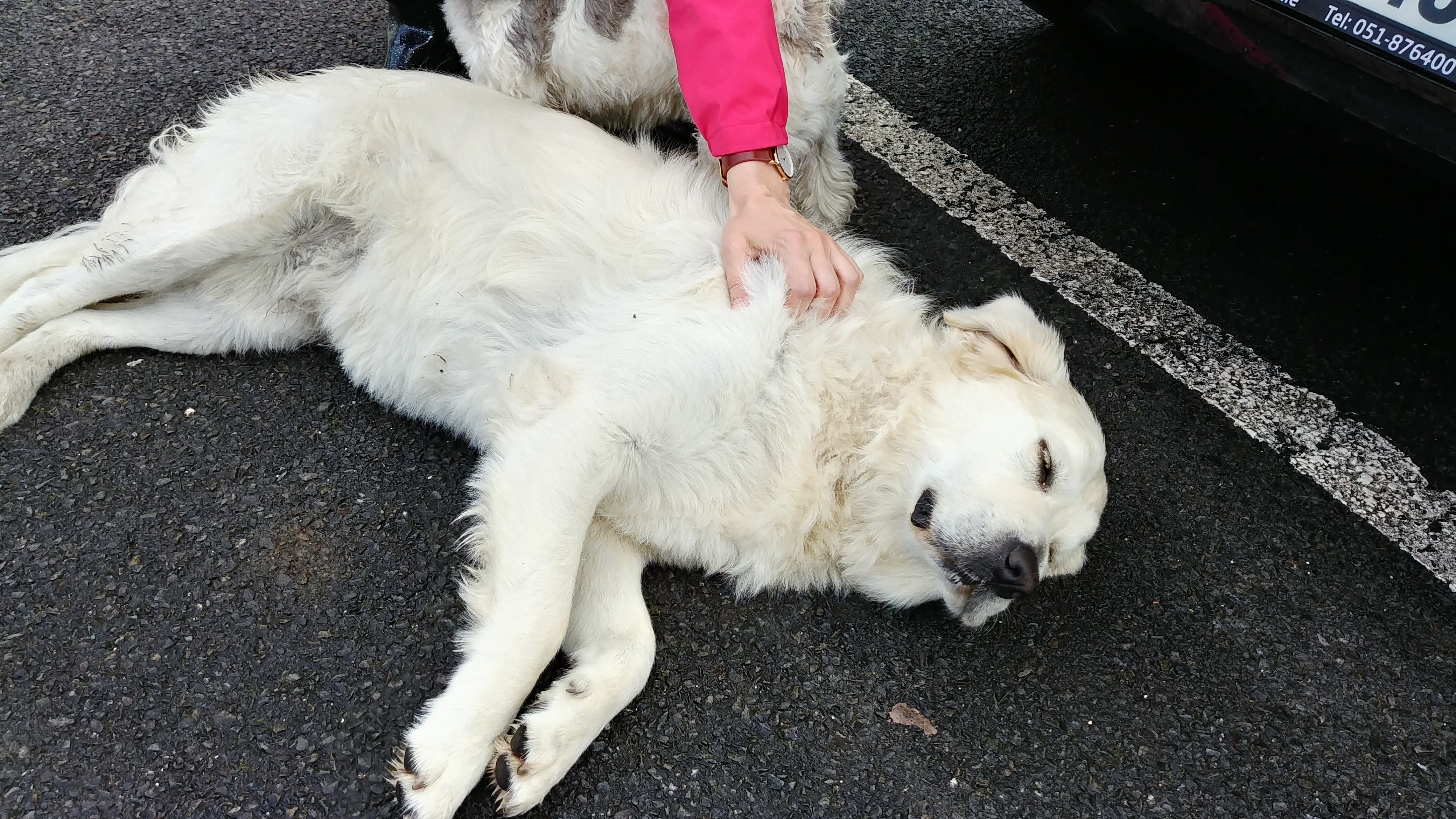 Deerpark House-官方