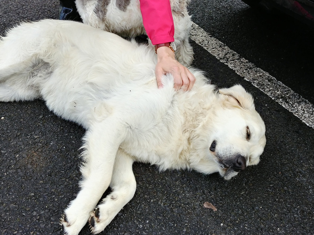 Deerpark House主图