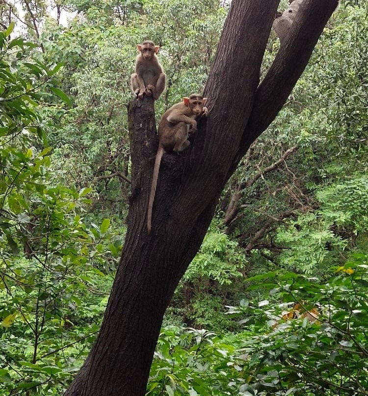Tungareshwar Wildlife Sanctuary景点图片