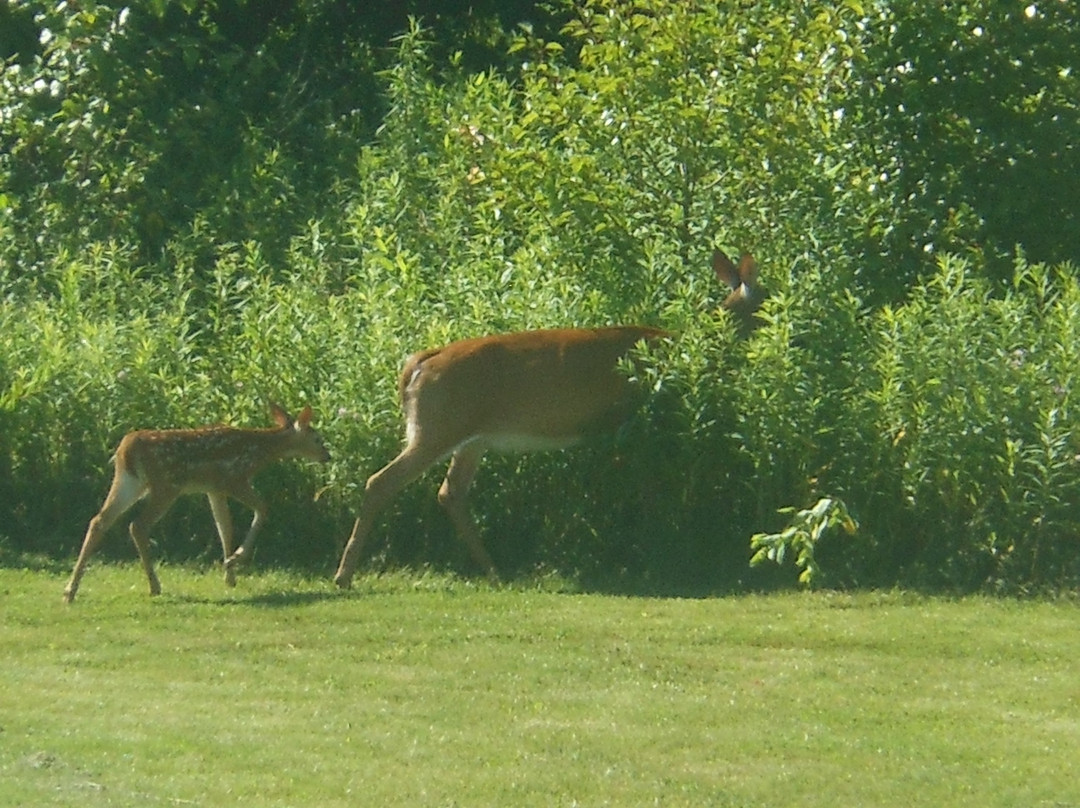 WoodSpring Suites Columbus NE I-270主图