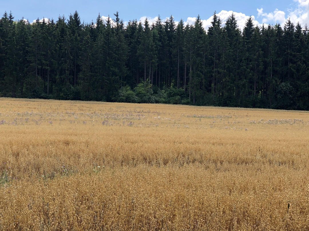 Donauversickerung-Immendingen必去景点