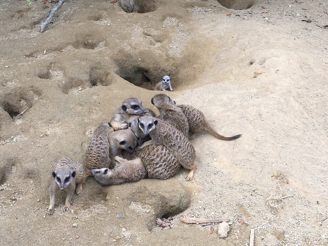 Zoo Linz-林兹必去景点