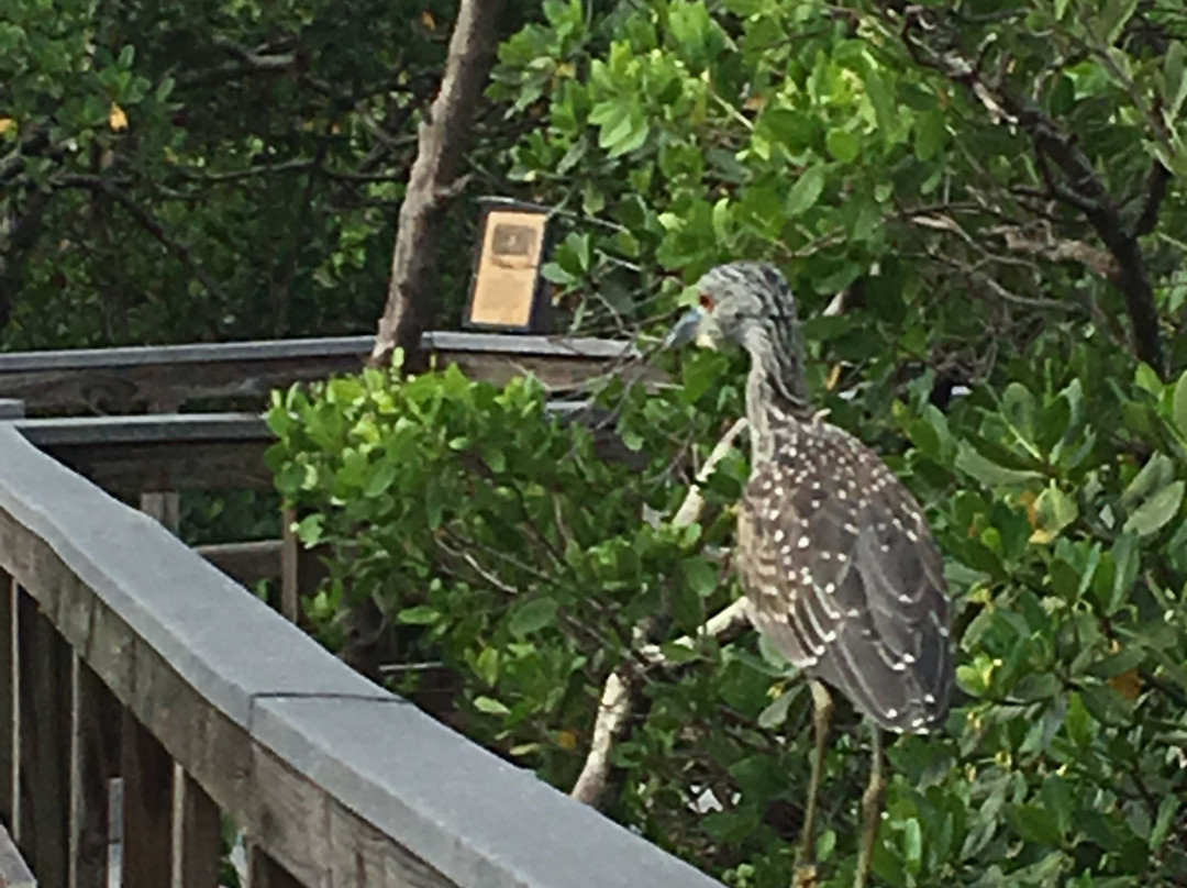 Indian Rocks Beach Suites主图