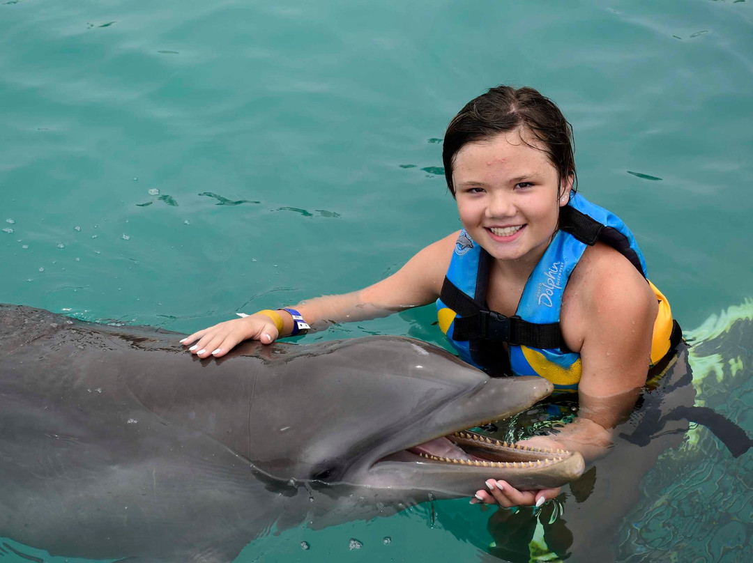 Dolphin Discovery Grand Cayman景点图片