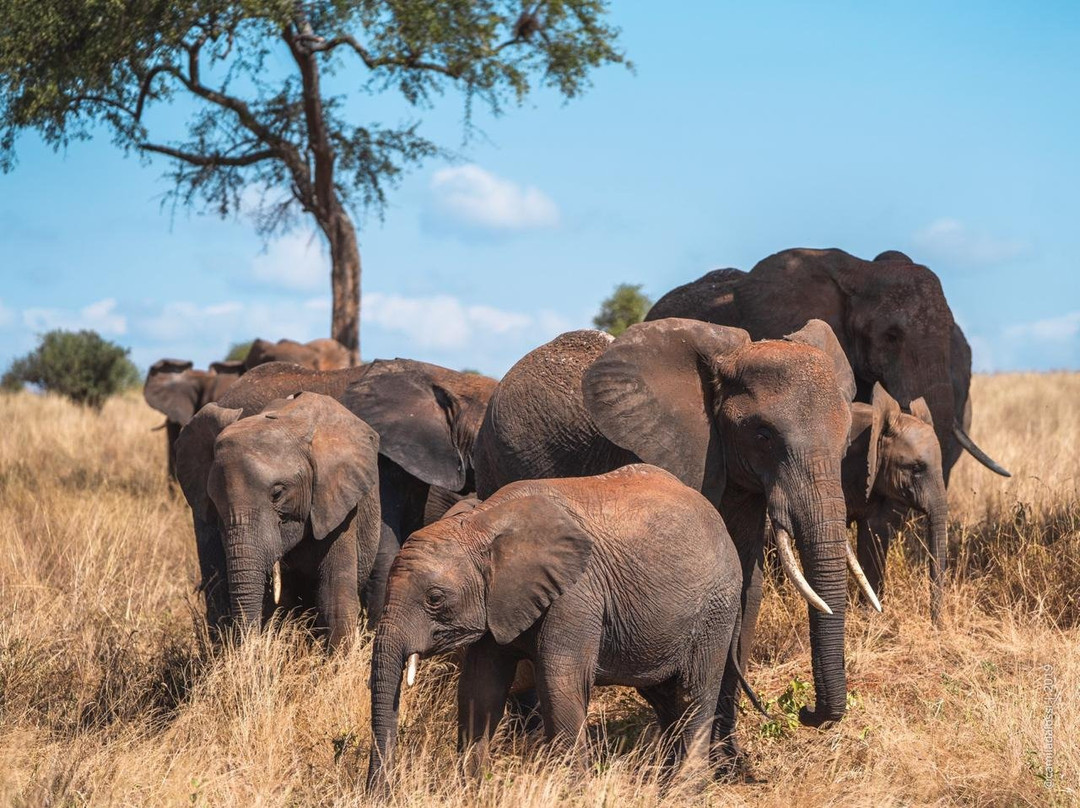 Mbogo Expeditions-阿鲁沙必去景点