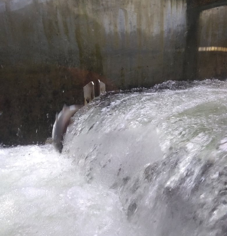 Capilano Salmon Hatchery景点图片