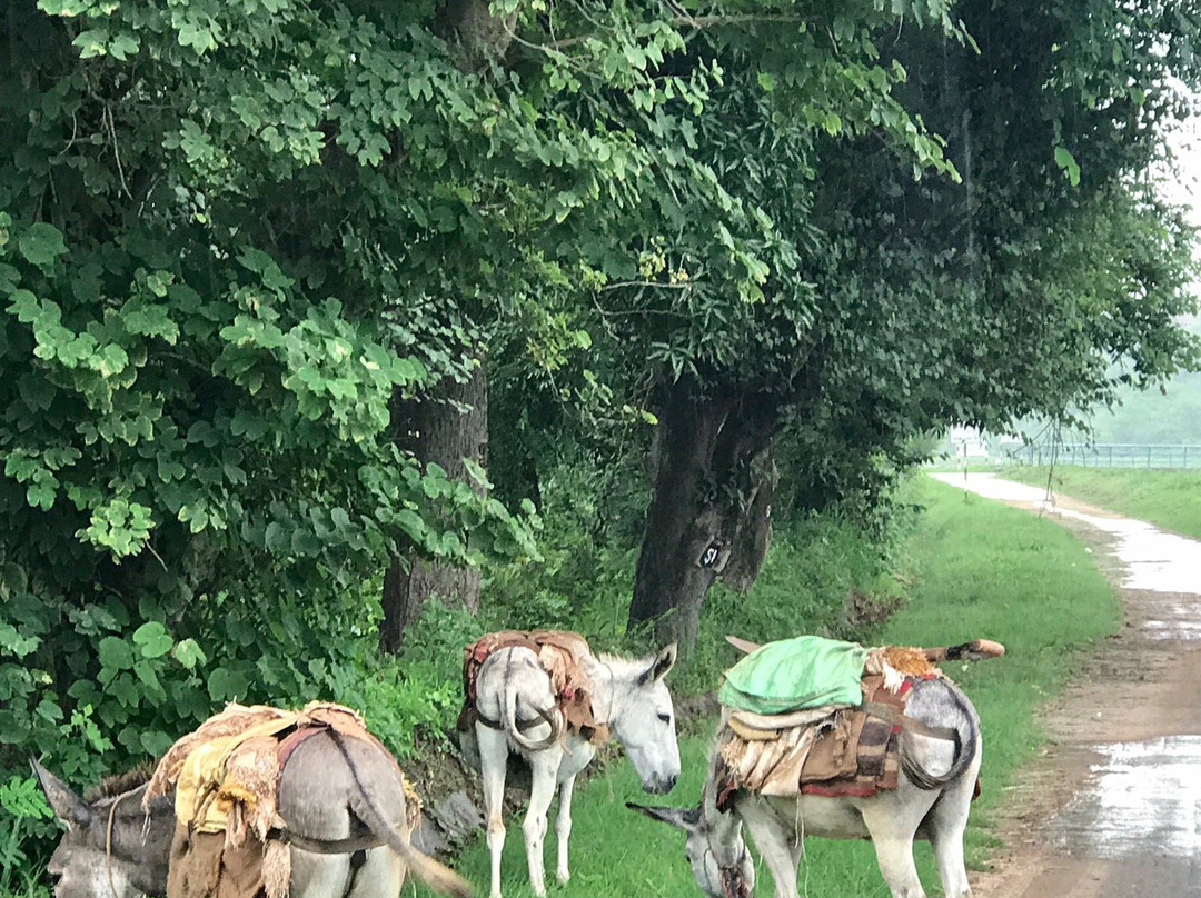 Bharatgarh Fort主图