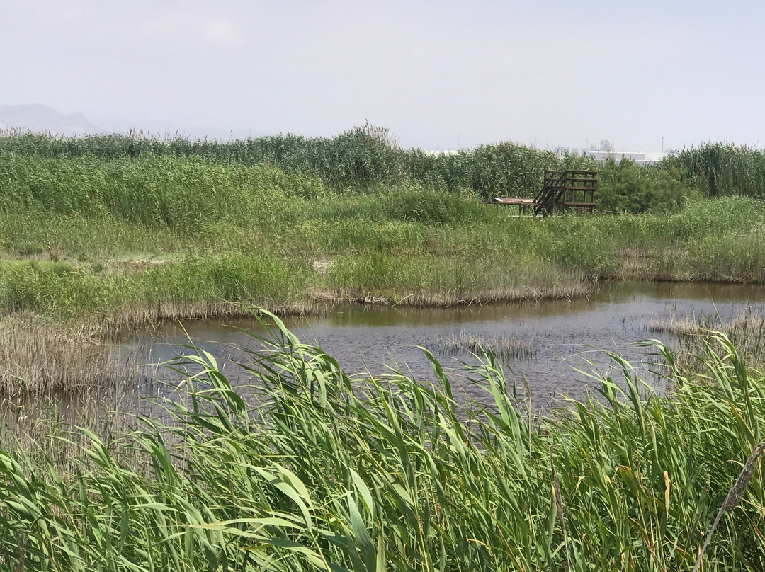 Valencia Birding Birdwatching Tours-巴伦西亚必去景点