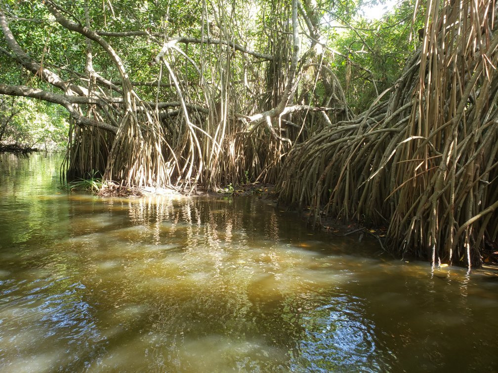 Pantanos de Centla景点图片