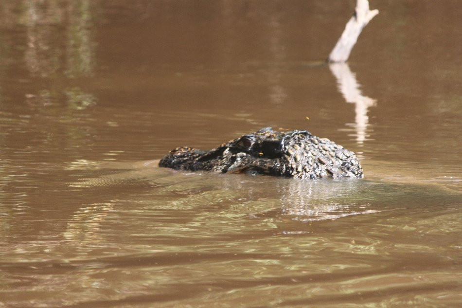 Winston Jungle Tours-Yurimaguas必去景点