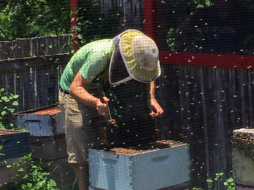 Big Island Bees-库克船长必去景点