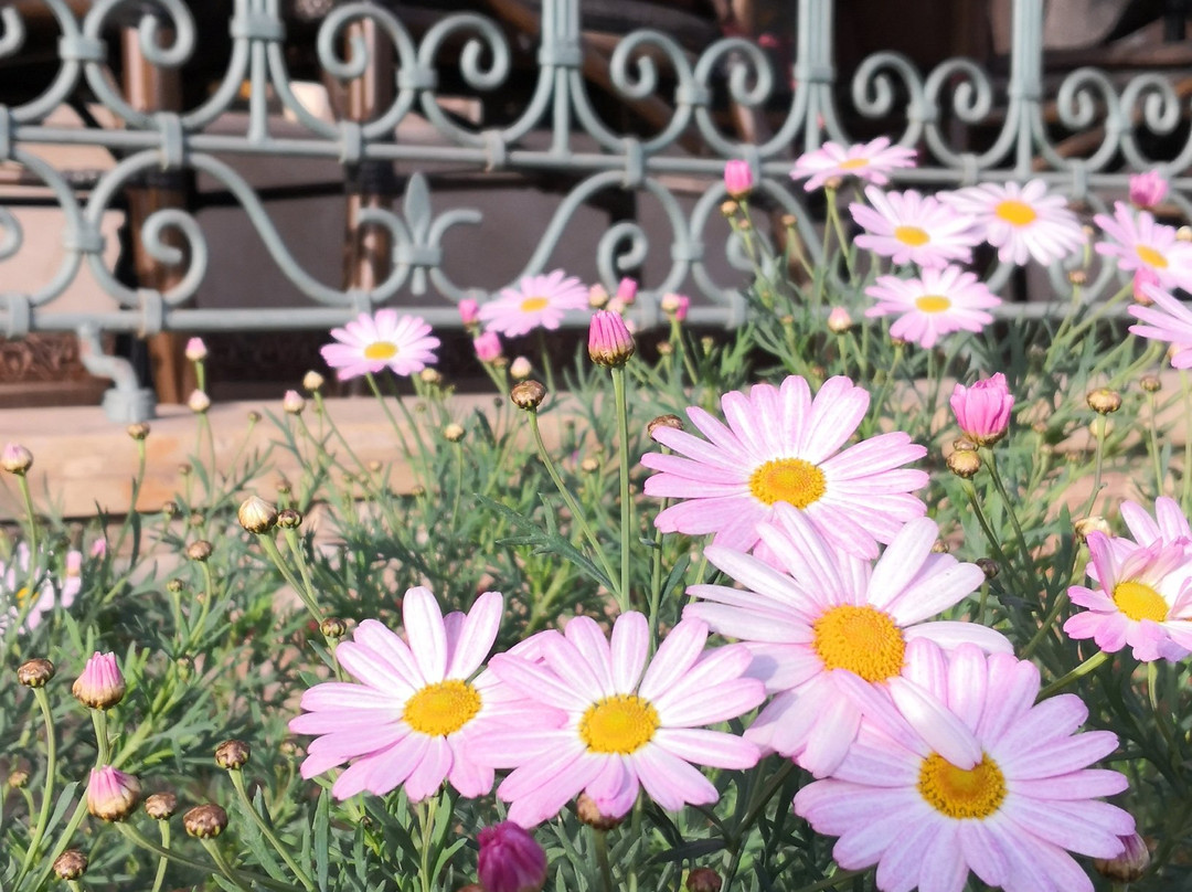 非斯布勒曼大区餐馆和美食-Restaurant Essqqaya