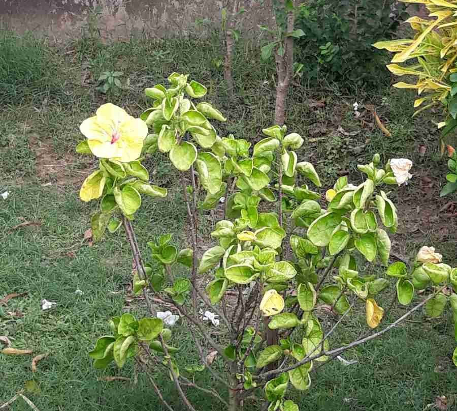 Wonder Land (Kajal Dighi)-Digha必去景点