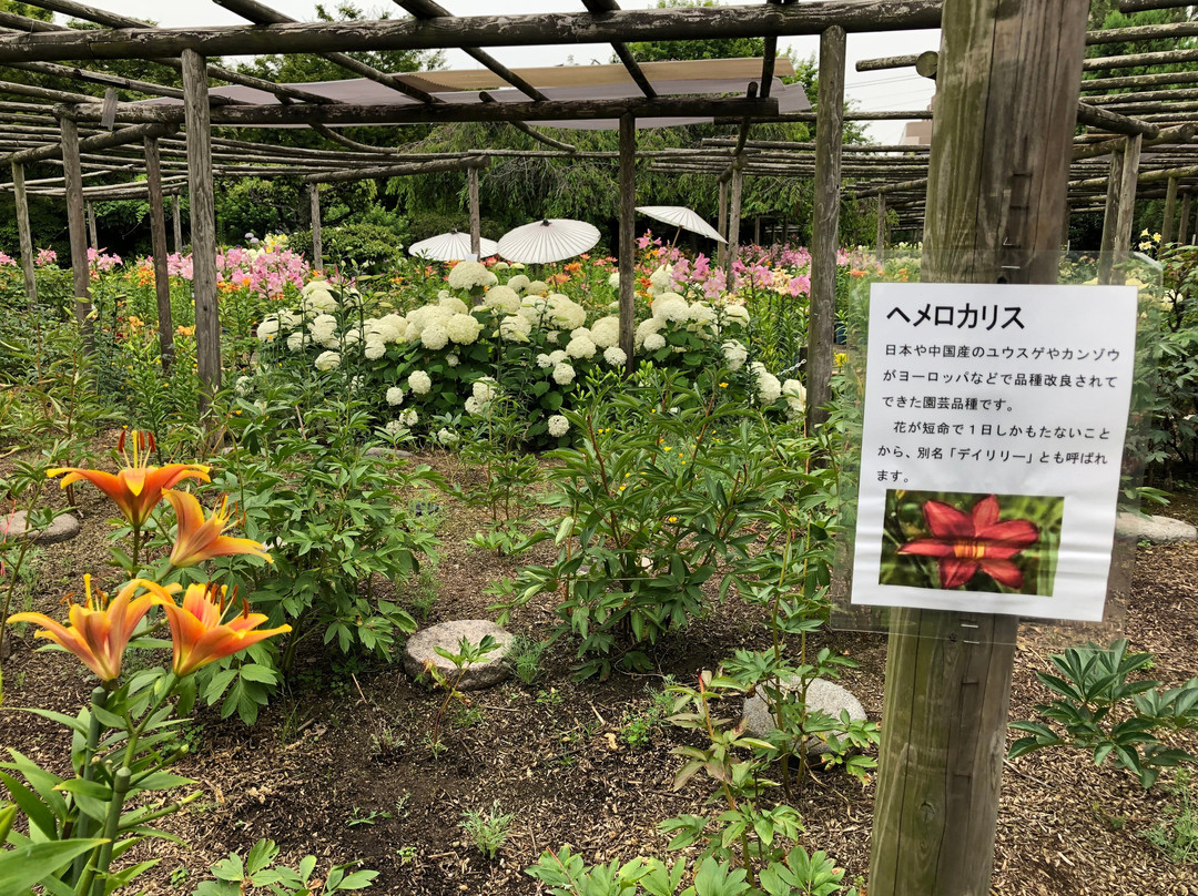 Hakozakigu Flower Garden景点图片