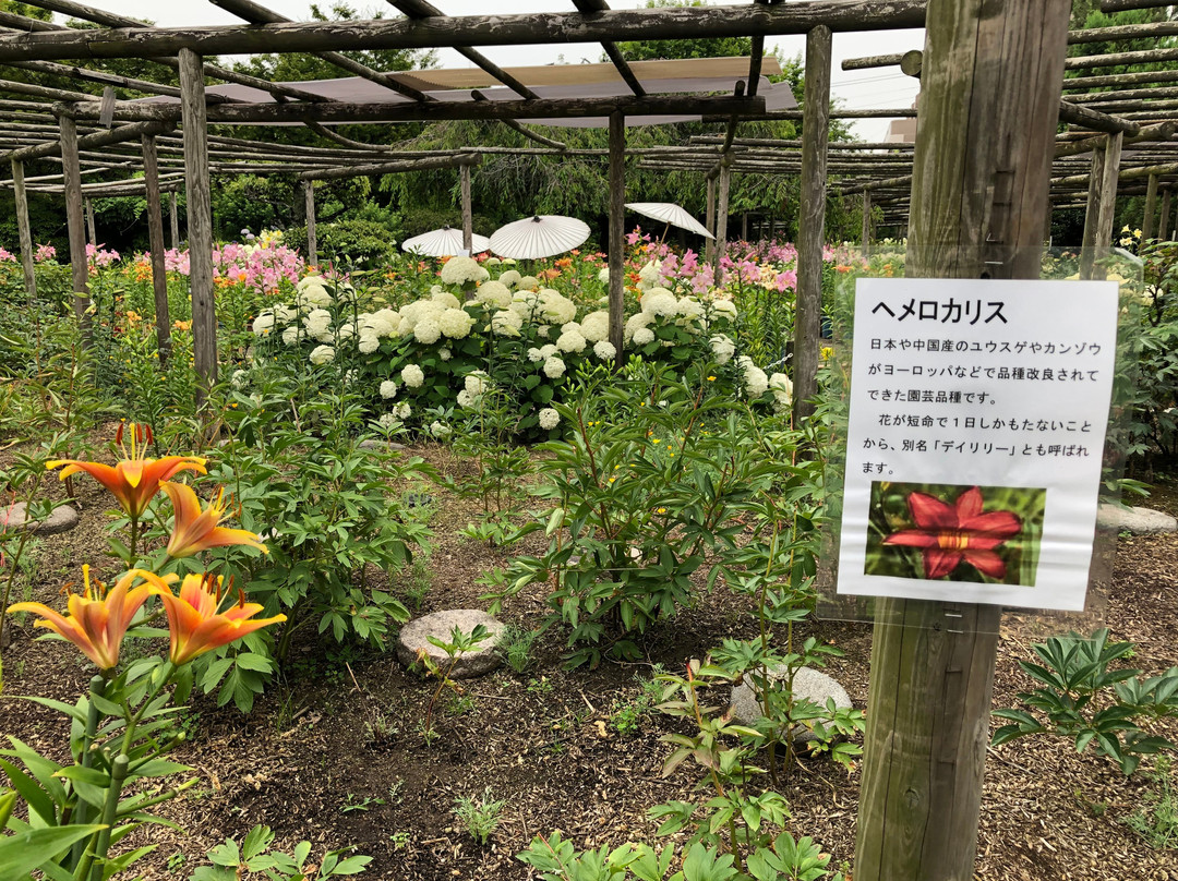 Hakozakigu Flower Garden-福冈市必去景点