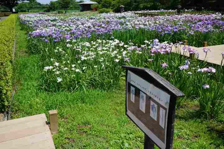 Tatebayashi Hanashobuen景点图片