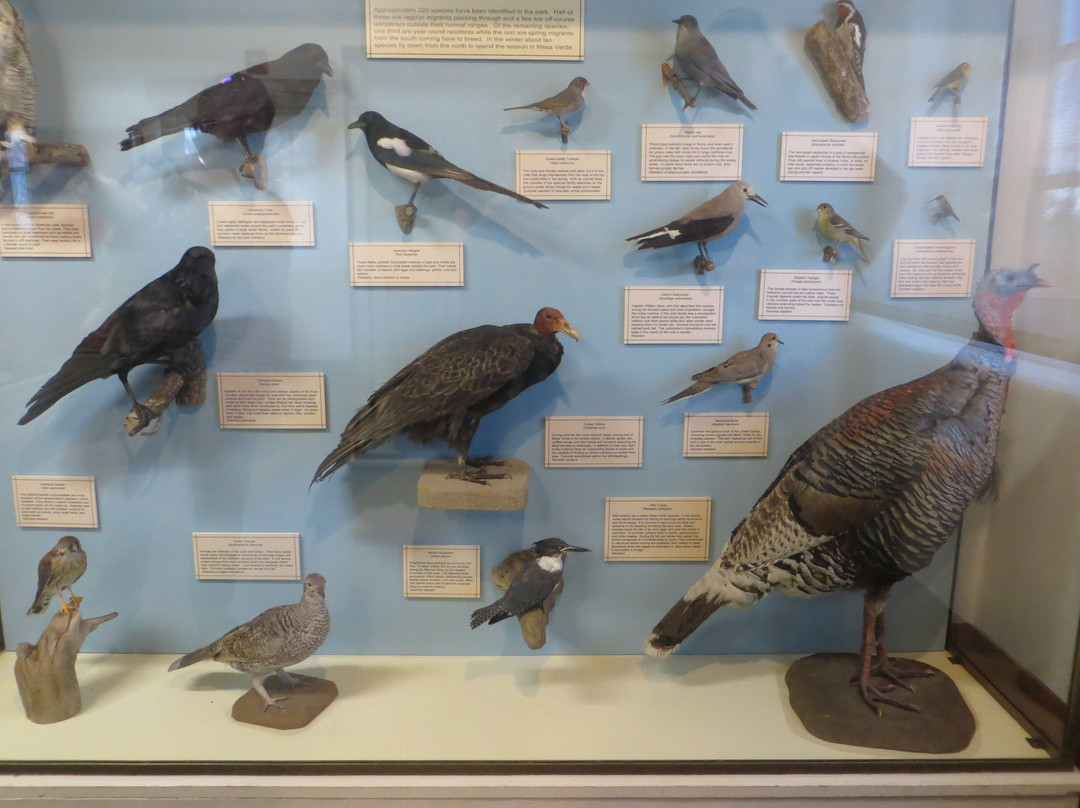 Chapin Mesa Archeological Museum-梅萨维德国家公园必去景点