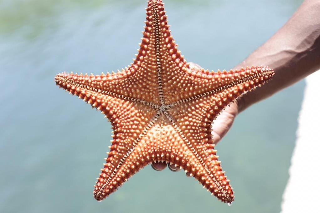 Pirates of port royal exotic tours & excursions-Port Royal必去景点